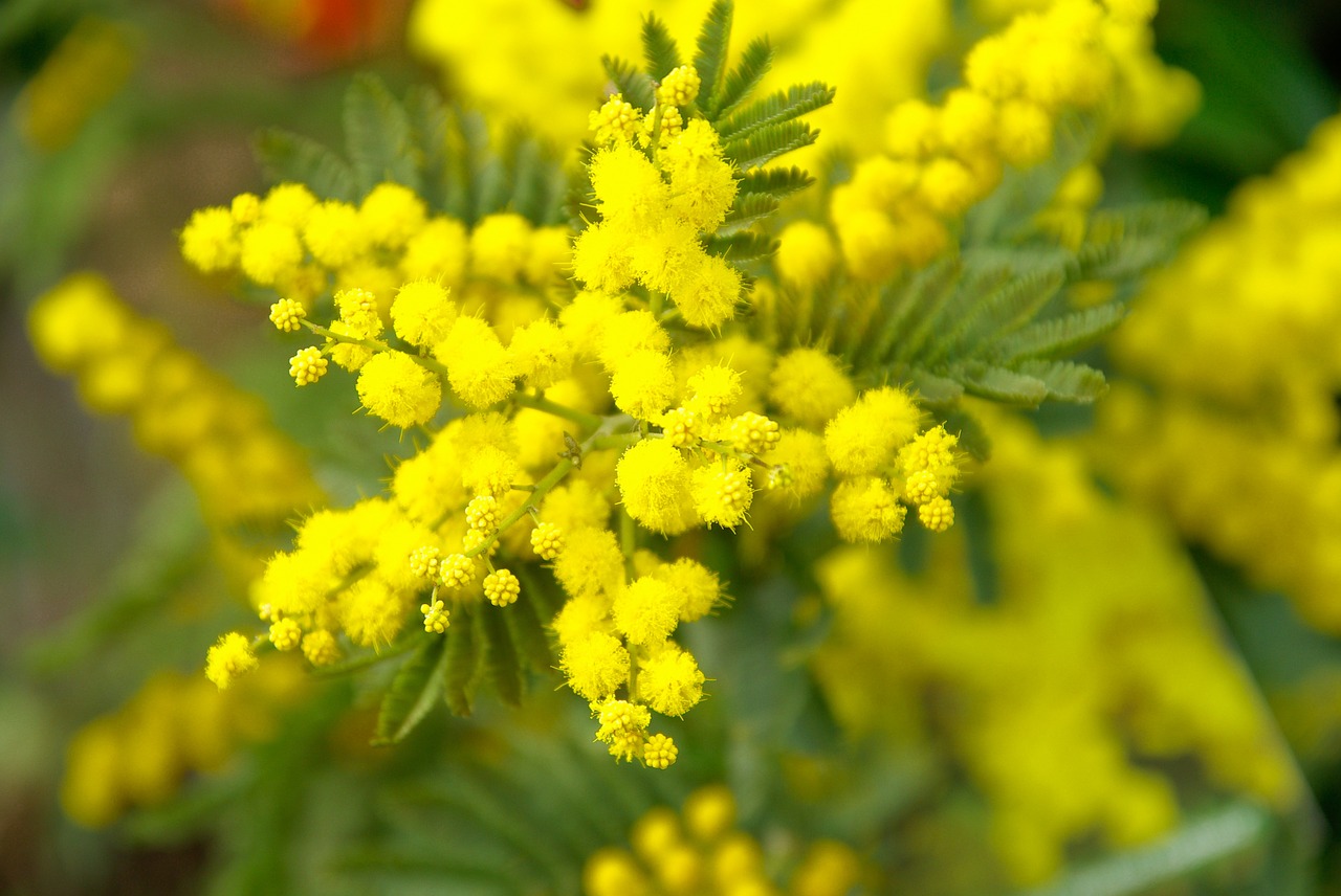 mimosa-673238_1280.jpg