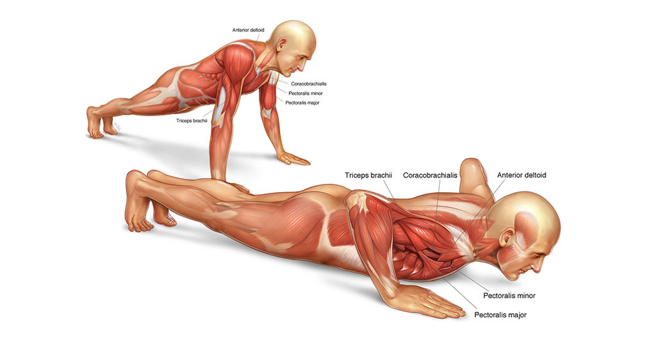 push-up_illustration1.jpg