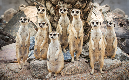 large-Meerkat-photo.jpg