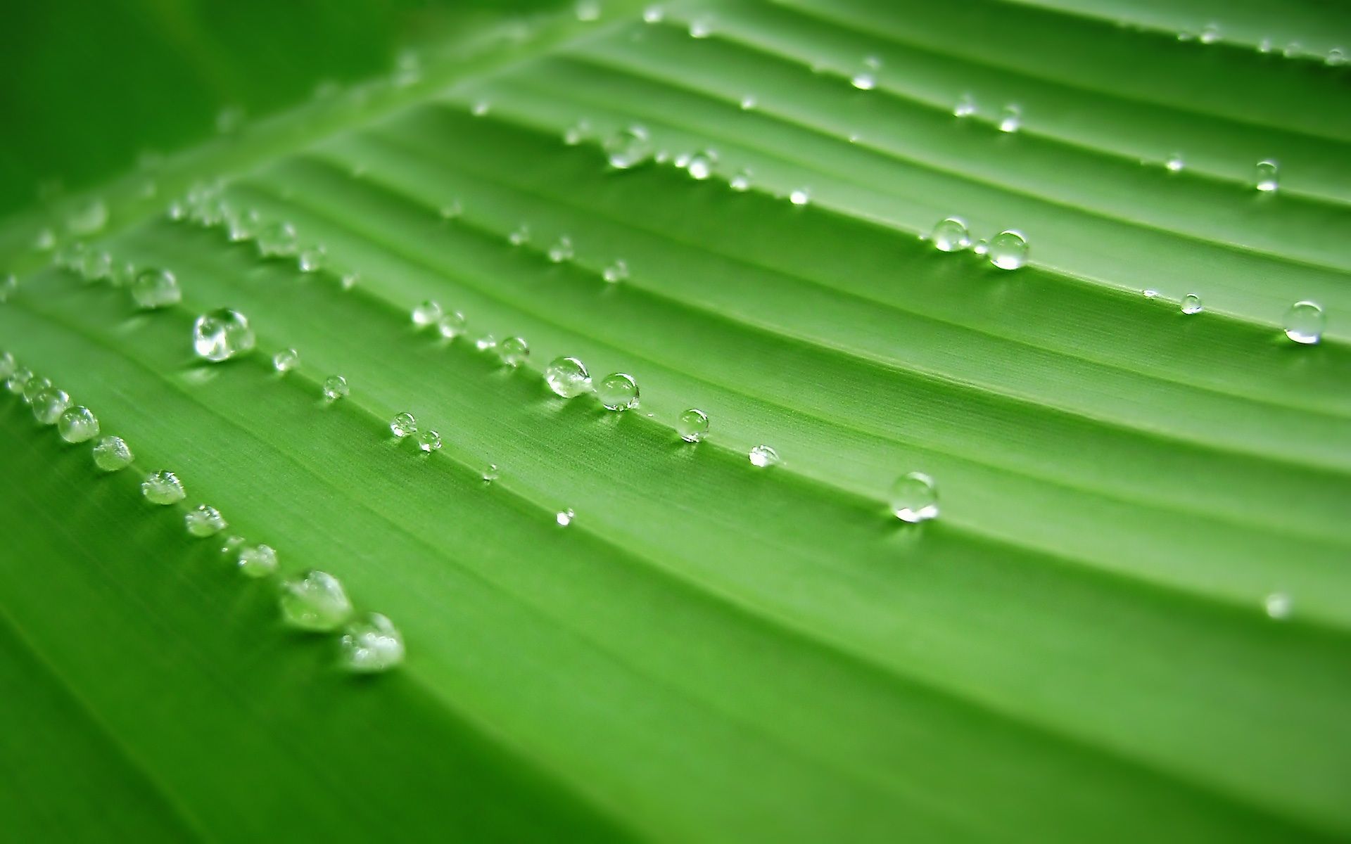 Rain-on-leaves.jpg