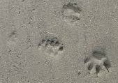 sand fox foot mark.jpg