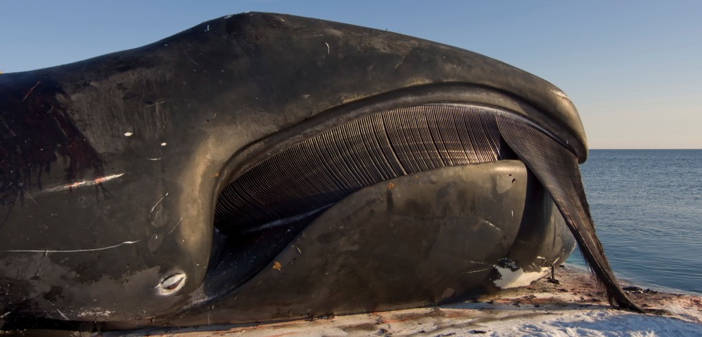 boca-ballena-groenlandia.jpg