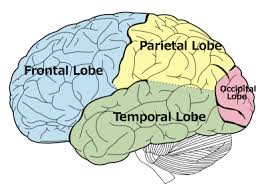 Temporal_Lobe_1.jpg