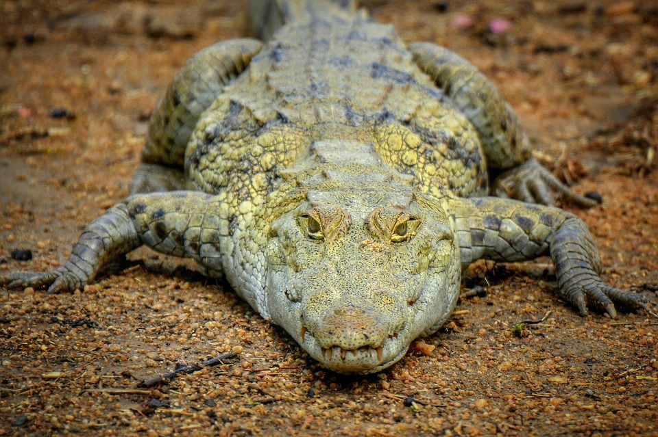 Crocodile Ghana Africa West Africa.jpg