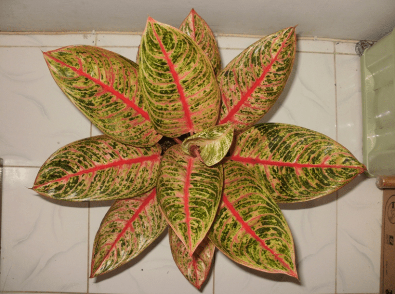 tanaman-hias-aglaonema-diana.png