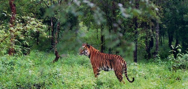 bhadra-wildlife-sanctuary-174.jpeg