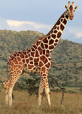 The world's longest animal Giraffe — Steemit