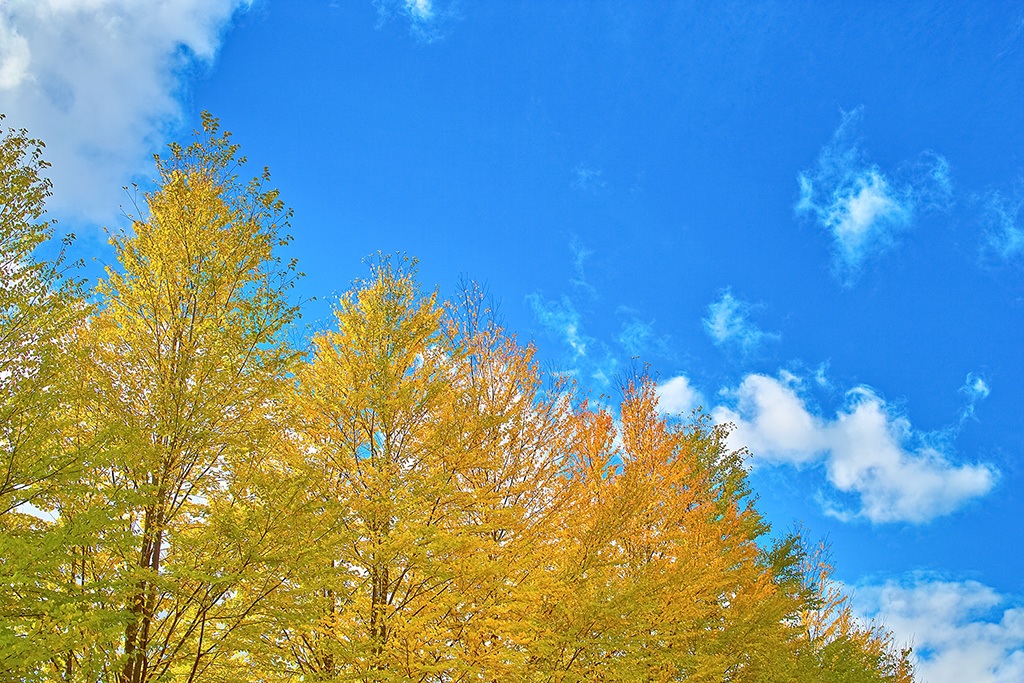 FOREST AND CLOUD.jpg