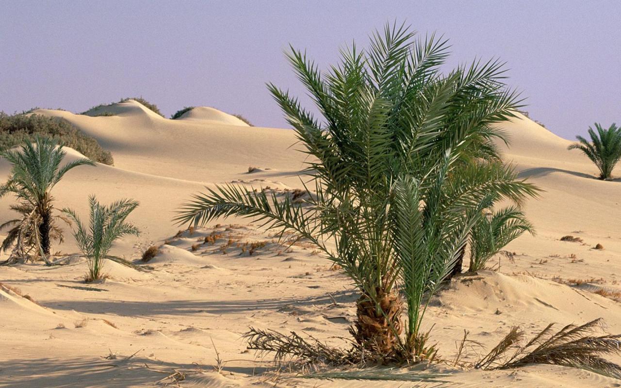 oasis_dakhia_sahara_desert_egypt_42077-1280x800.jpg