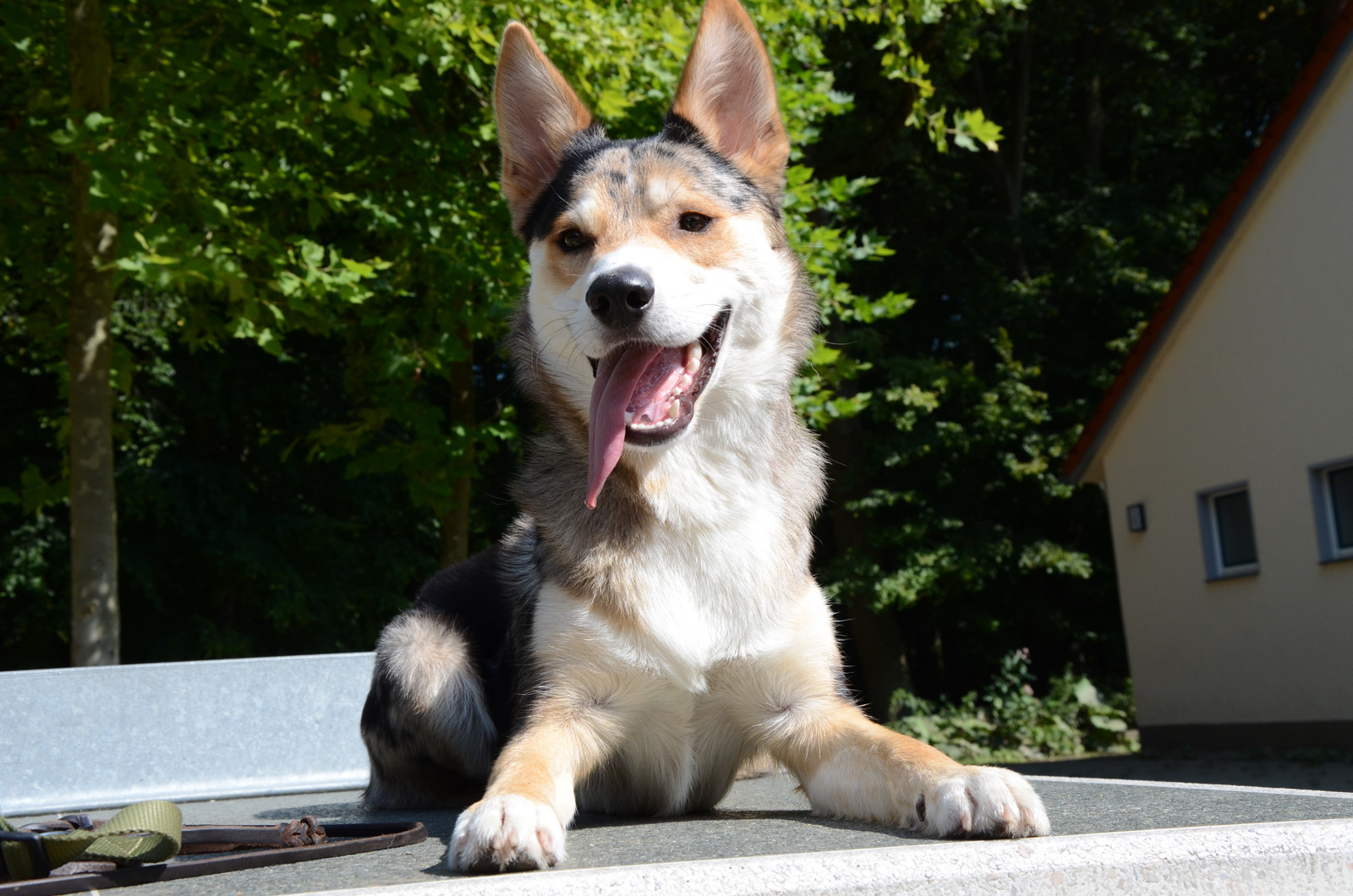fridaydog.jpg