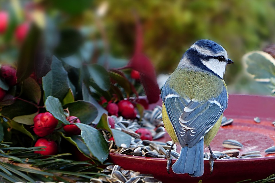 bbirds.jpg