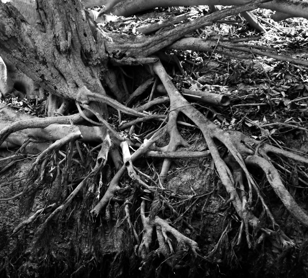 79875041296 - tree roots into the river khao sok national.jpg