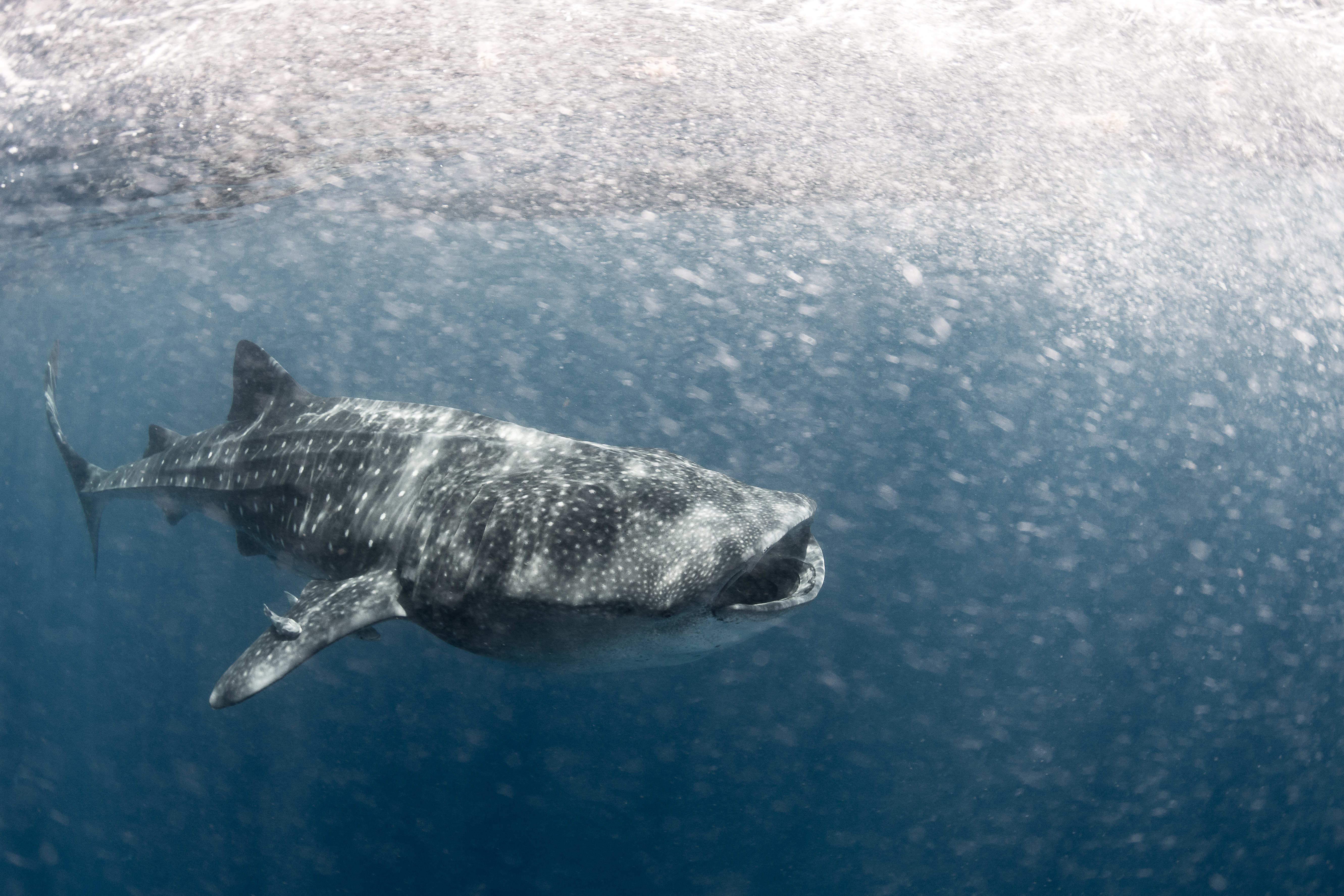 Whale Shark 3.jpg