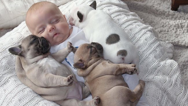 video-bebes-bulldogs.jpg