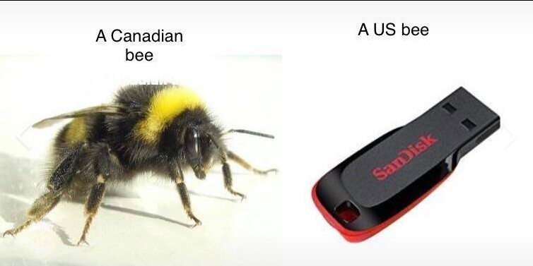 bees.PNG