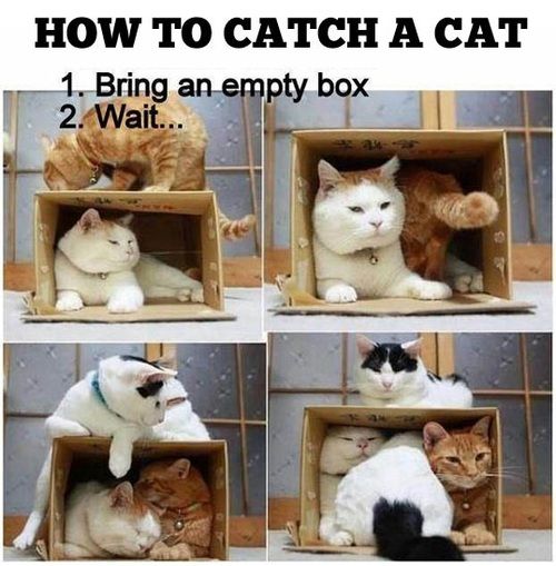 cats in boxes3.jpg