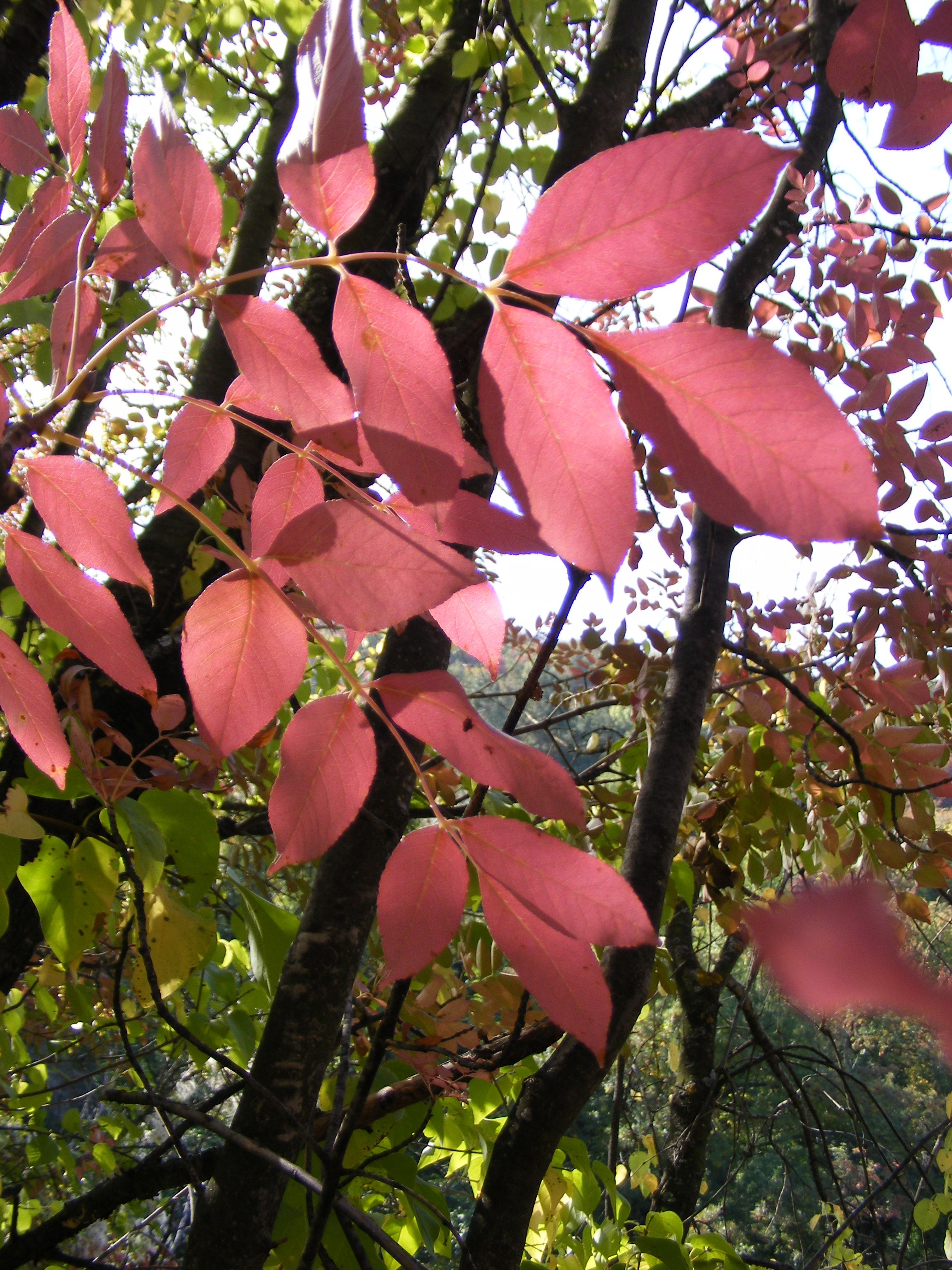 DSCF1882.JPG
