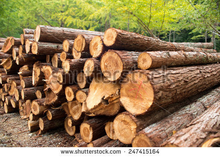 stock-photo-timber-texture-247415164.jpg