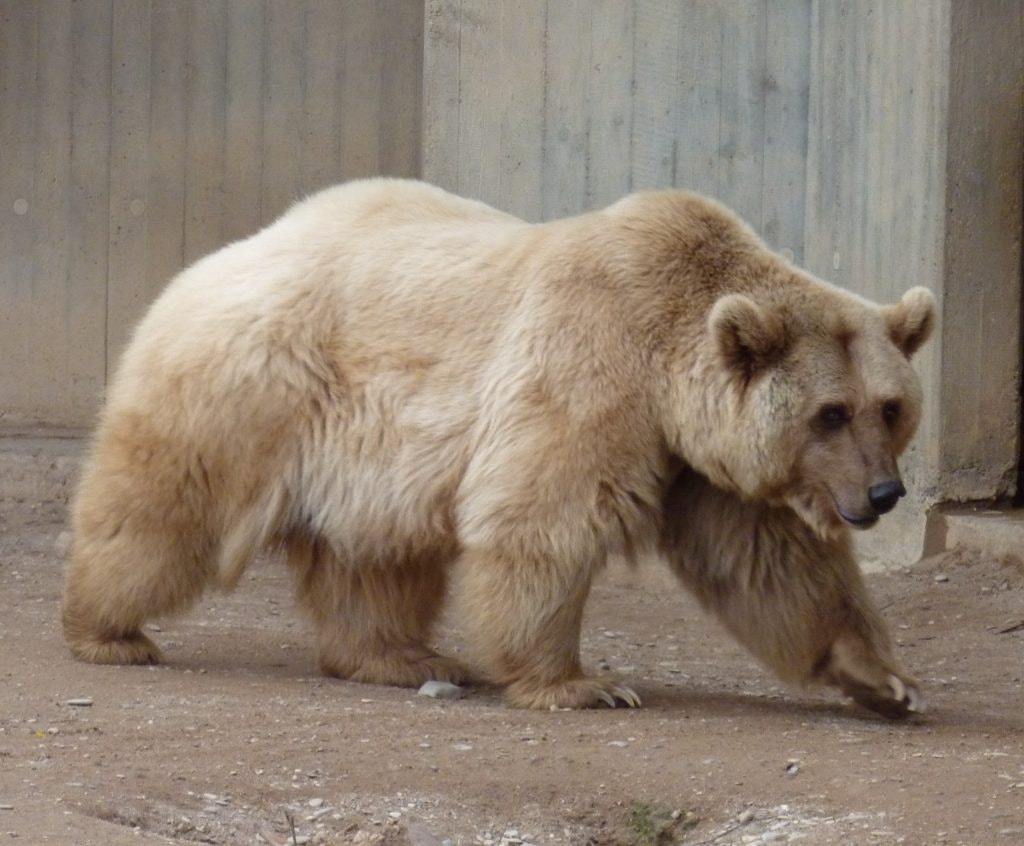 Grizzly Bear + Polar Bear = Grolar Bear.jpg