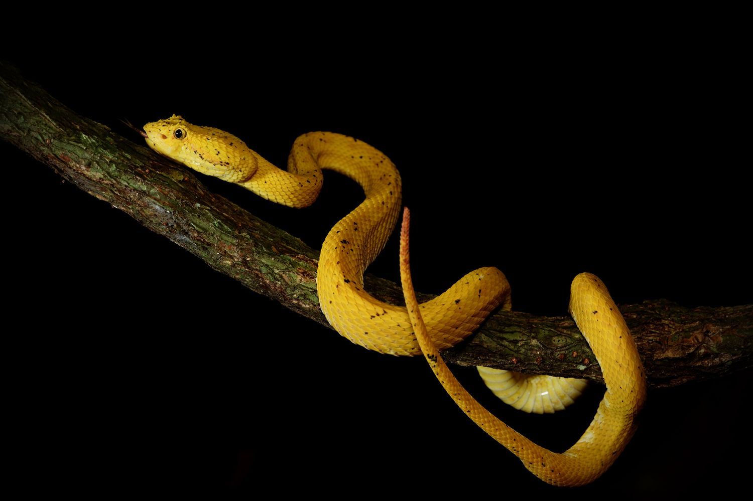 CostaRicaBerroneau-013.jpg