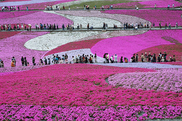 Fuji-Shibazakura-Festival-1030.jpg