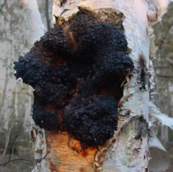 Chaga_on_tree.jpg