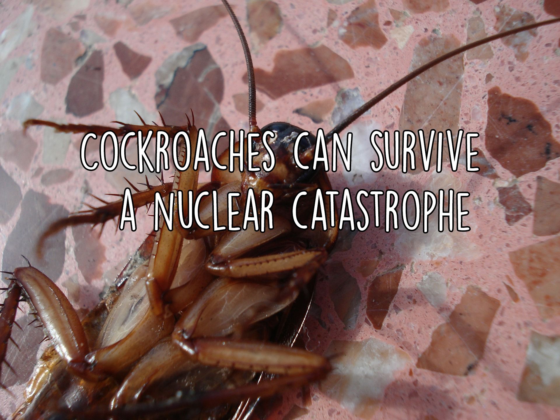 Myth or Fact? #17 – Cockroaches can survive a nuclear catastrophe — Steemit