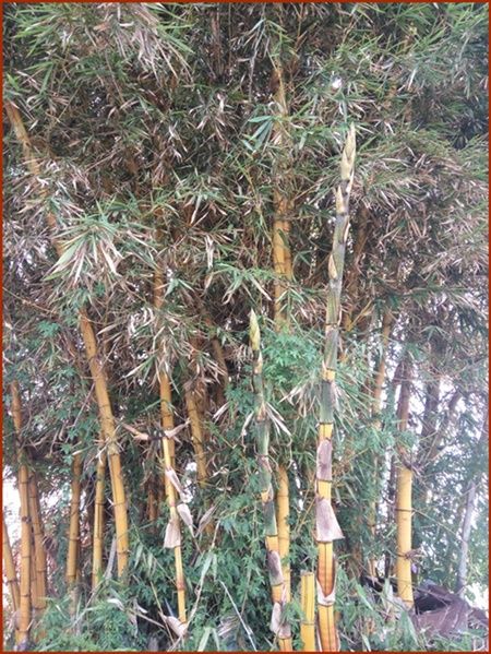 Mengapa di wilayah tropis penebangan bambu sebaiknya dilakukan pada musim kemarau