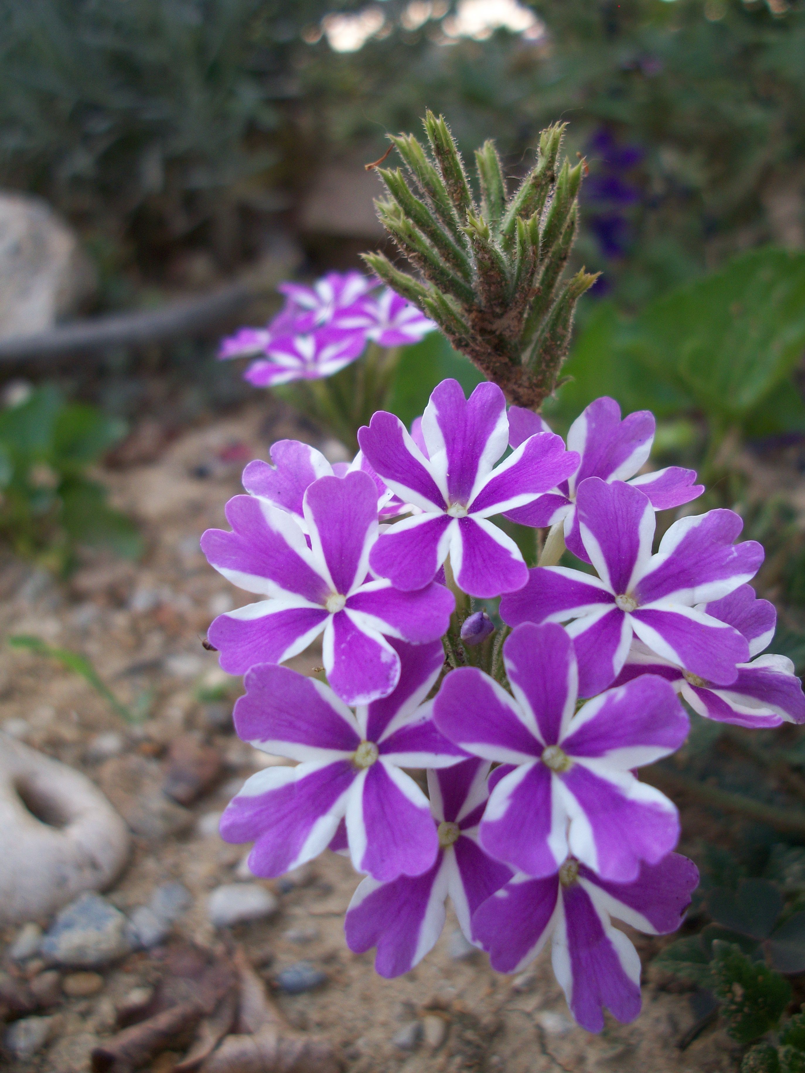 White stripes flower.jpg