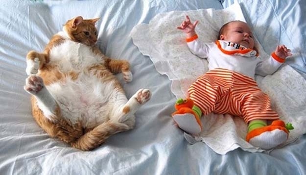 Funny Pictures With Little Kids And Cats Steemit