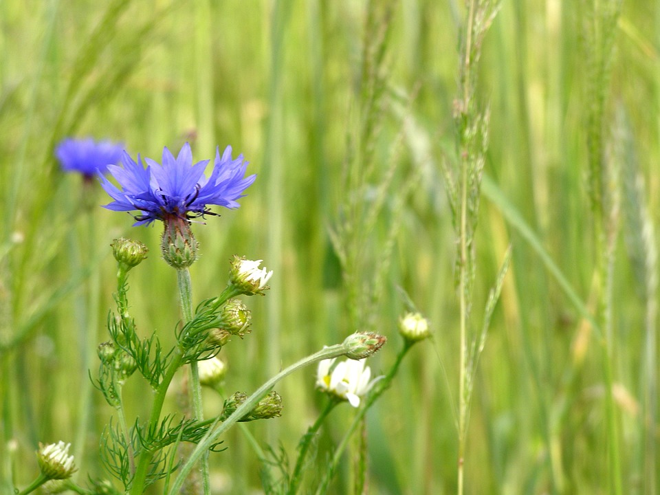 cornflower-2425080_960_720.jpg