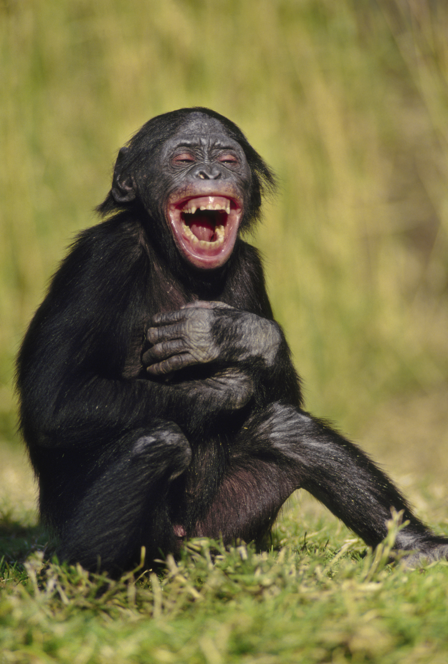 laughing-bonobo-orig.jpg