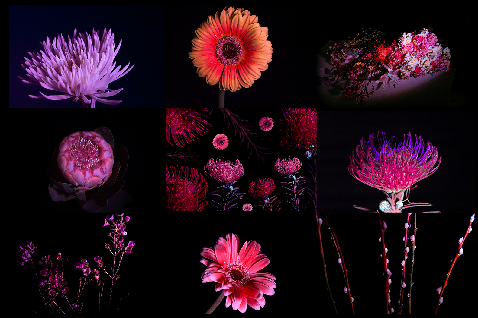 uV flowers cover.png