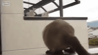 animation (29).gif