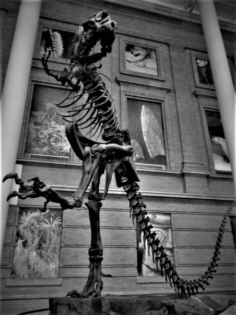 Dinosaur_skeleton_Dcen_bwphoto.jpg