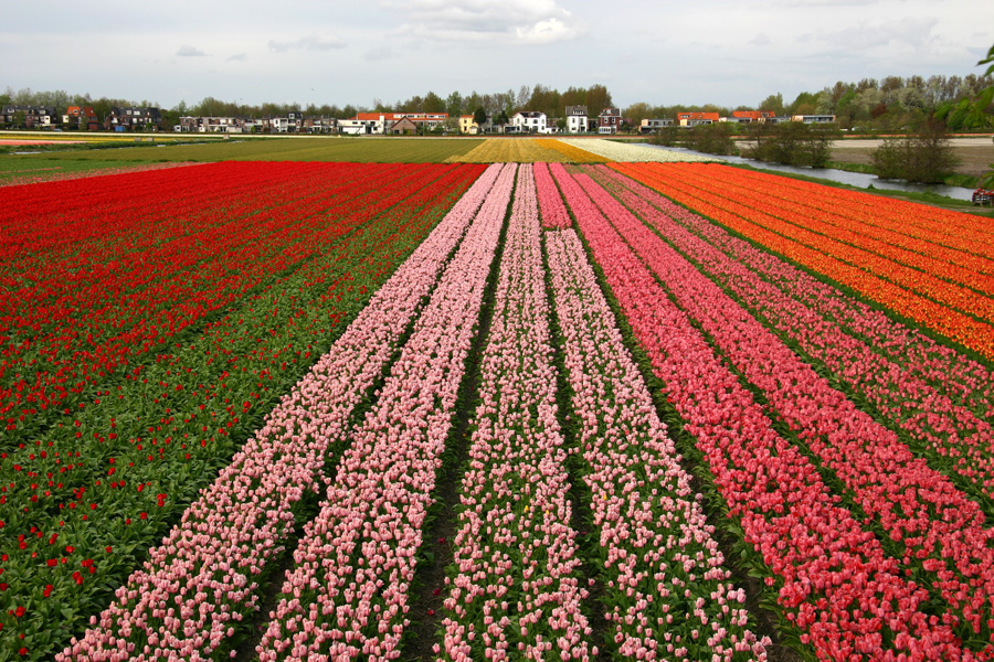 Holland_tulips.jpg