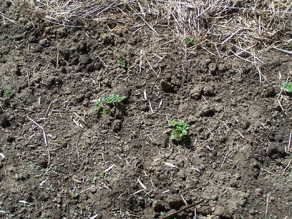 Big garden - potatoes up crop May 2018.jpg