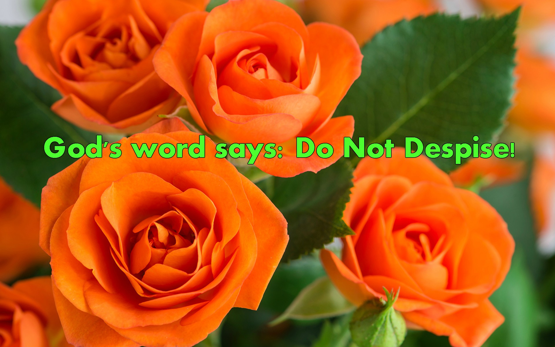 11Roses_Closeup_Orange_538127_1920x1200.jpg