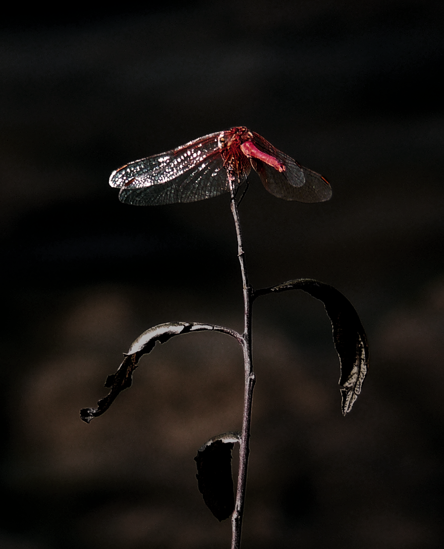 dragonfly edit.png