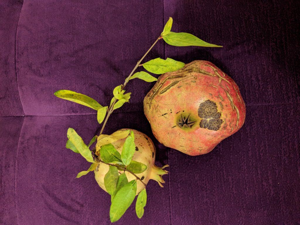 Domestic-pomegranate-photo-free-download-1024x768.jpg