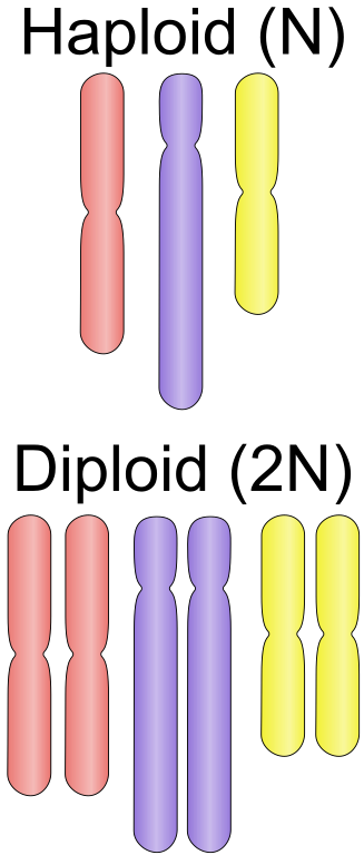 327px-Haploid_vs_diploid.svg.png