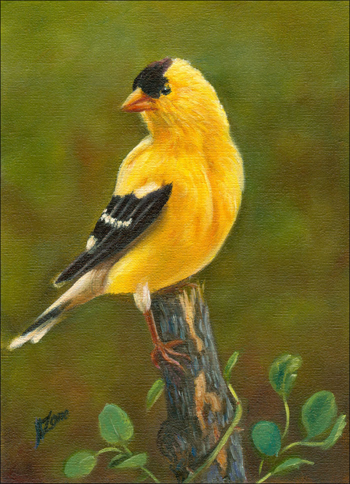 09302011_goldfinch57_700.jpg