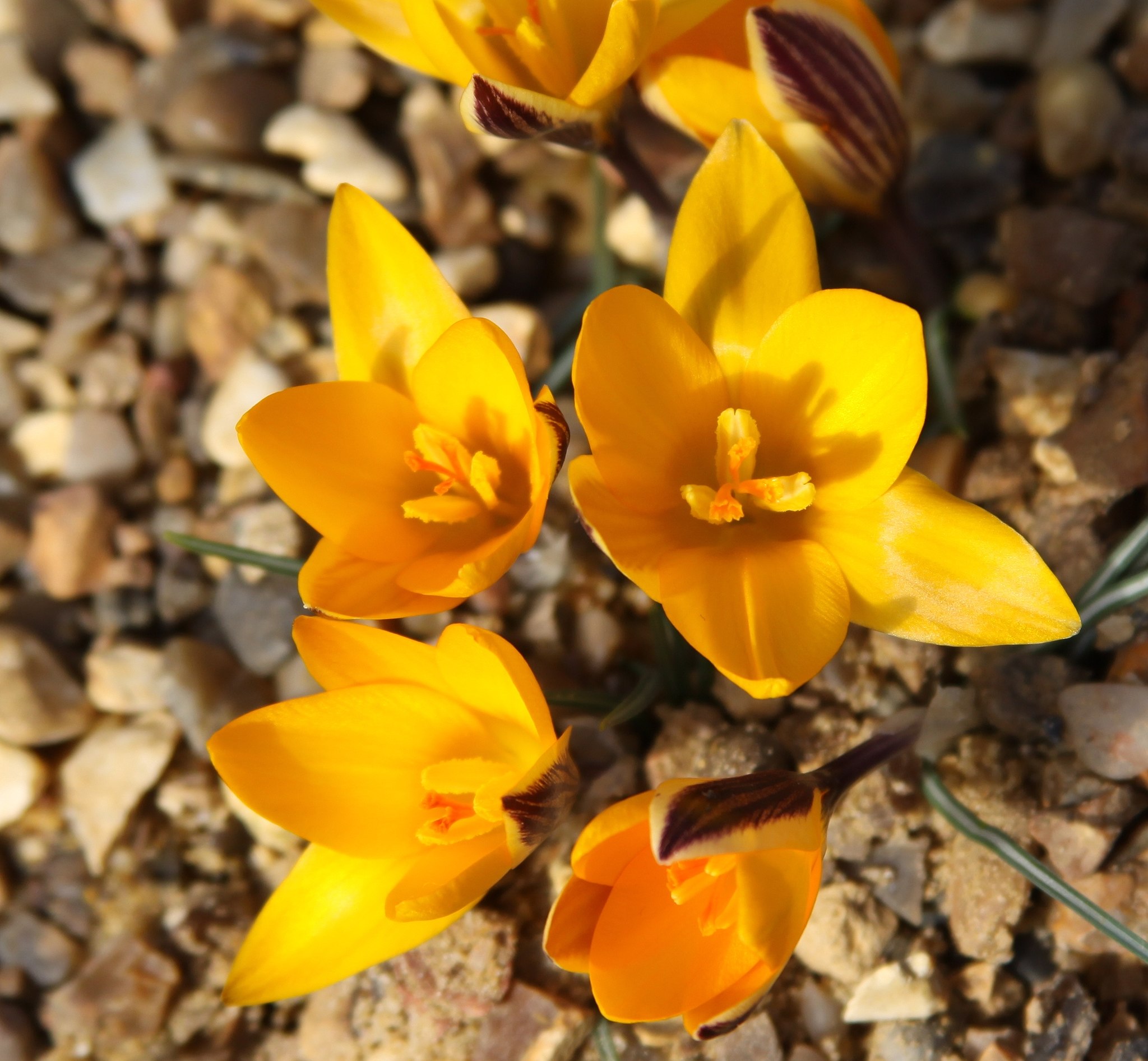 Crocus_angustifolius_(5527514075).jpg