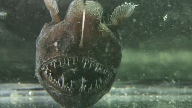 aswang fish.jpg