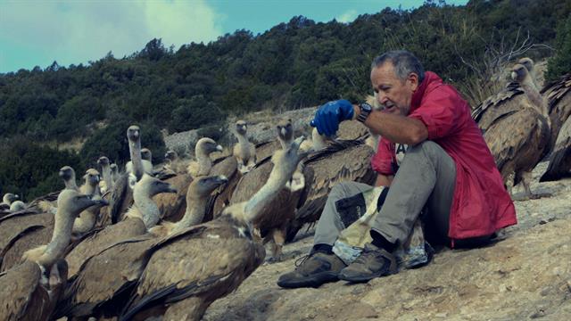 paolo_bernardi_-_FeedingVultures_embed_640x360_545131075792.jpg