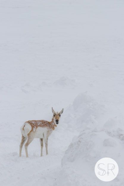 Sarah-Rodebush-Grand-Teton-National-Park-8-417x625.jpeg