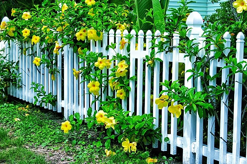 garden-fence1-01.jpeg