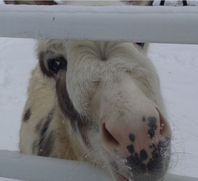 baby cute nose.JPG