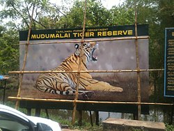 250px-Mudumalai_Wildlife_Reserve_Nilgiris_TN_India_(1).jpg