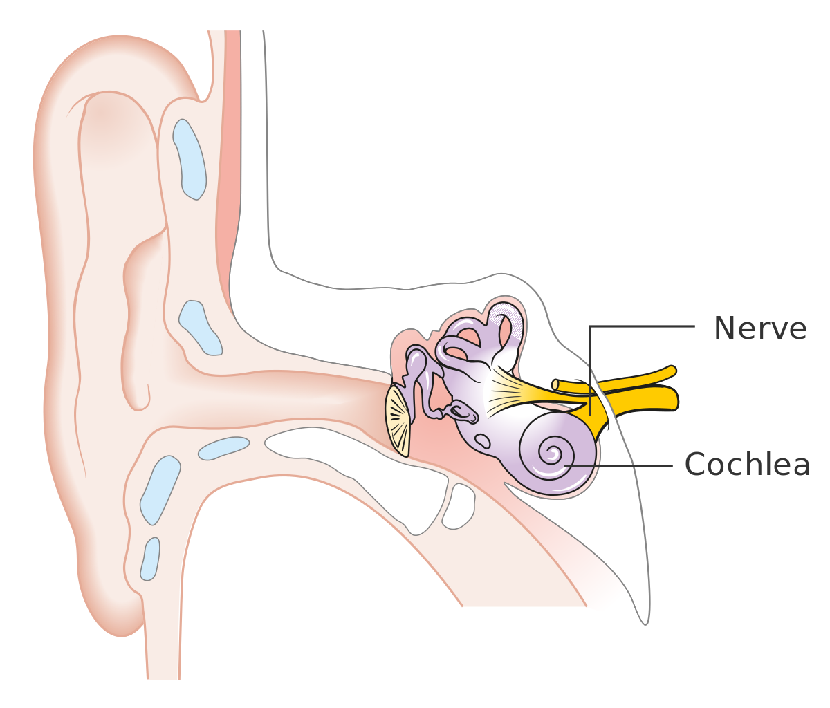 Diagram_showing_the_parts_of_the_inner_ear_CRUK_328.svg.png